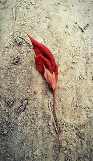 full, fulles, vermell, caigut, brutícia, sòl, simple, naturalesa, planta, cap gent, fragilitat, dia, vulnerabilitat, vista d’angle alt, flor, bellesa a la natura, primer pla, part de la planta, terra, planta amb flors, pètal, a l'aire lliure, cap de flor, inflorescència, suavitat, 2K, CC0, domini públic, lliure de regalies