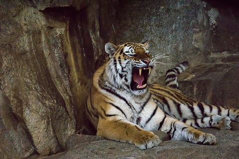 harimau di gua, harimau, predator, gigi, kucing, berbahaya, kucing besar, harimau siberia, amurtiger, kebun binatang, dekat, karnivora, harimau sumatera, lensa tele, kucing garong, hewan, licik, tema binatang, mamalia, satwa liar hewan, binatang di alam liar, satu binatang, batu, bertulang belakang, batu - benda, relaksasi, padat, tidak ada orang, alam, spesies langka, mulut terbuka, di luar rumah, kumis, gemuruh, kepala hewan, 5K, CC0, domain publik, bebas royalti