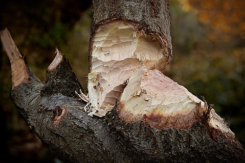 romp, knagen, bever, boom, hout, besnoeiing, scheuren, dier, natuur, boomstam, focus op de voorgrond, fabriek, detailopname, geen mensen, Bos, getextureerde, dag, groei, plantenschors, buitenshuis, land-, schors, ruw, hout - materiaal, patroon, bruin, regenwoud, 5K, CC0, publiek domein, royaltyvrij