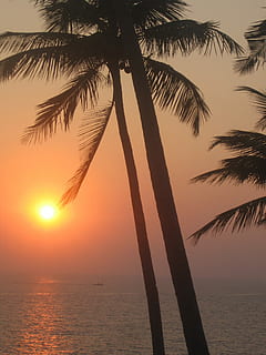 Sonnenuntergang, Indien, goa, Meer, Natur, Palme, tropisches Klima, Strand, Sommer-, Urlaube, Silhouette, Sonne, Himmel, Sonnenlicht, Dämmerung, Baum, Insel, idyllisch, szenen, Küste, orange Farbe, Wasser, draußen, Landschaft, Schönheit in der Natur, Szenen - Natur, Ruhe, ruhige Szene, Pflanze, Horizont über Wasser, keine Leute, Horizont, Kokospalme, Palmblatt, tropischer Baum, 2K, CC0, gemeinfrei, lizenzfrei