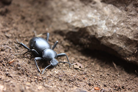 Insekt, Schwarzer Käfer, klein, Käfer, Gliederfüßer, Lepidopteran, Steine, Coleoptera, Käfer Meloideo, Natur, Käfer Insekt, winzig, Tier, ensenada, der Sprung, Baja California, Nahansicht, Makro, Tierwelt, ein Tier, Tierthemen, Tiere in freier Wildbahn, keine Leute, wirbellos, selektiver Fokus, Land, Zoologie, High Angle View, draußen, Tag, Tierkörperteil, solide, schwarze Farbe, 5K, CC0, gemeinfrei, lizenzfrei