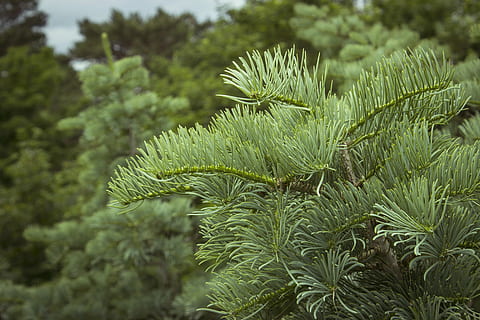 træ, Skov, blad, natur, afdeling, grøn, træ krone sti, plante, vækst, grøn farve, skønhed i naturen, ingen mennesker, nåletræ, dag, fyrretræ, Pinaceae, udendørs, frodig løv, løv, tæt på, plante del, dyreliv, fokus på forgrunden, dyr, nål - plante del, eviggrønne træ, fyrreskov, marine, 5K, CC0, offentligt domæne, royaltyfrie