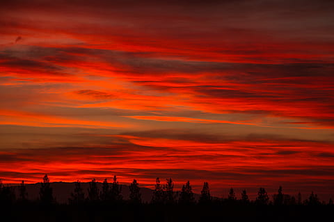 Silhouette von Bäumen, Schattenbildphotographie, Baumgrenze, golden, Stunde, Baum, Himmel, rot, Wolke, Horizont, Silhouette, Natur, draußen, Wald, Sonnenuntergang, erkunden, Auferstehung, Titelbild, Schiff, Blut, Camping, Lager, Ausflug, ich rannte, wolke - himmel, Schönheit in der Natur, Szenen - Natur, Dramatischer Himmel, Ruhe, ruhige Szene, orange Farbe, Landschaft, Umgebung, Scheu, idyllisch, keine Leute, Nicht-städtische Szene, Pflanze, romantischer Himmel, 5K, CC0, gemeinfrei, lizenzfrei