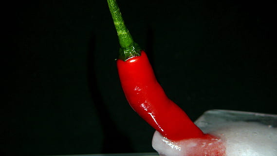 appetitlich, Beere, zart, köstlich, Eis, Erdbeere, Erdbeere im Eis, Essen, frisch, Obst, Früchte, Gemüse, genießen, profitieren von, Geschmack, gesund, Gesundheit, heiß, Hunger, Delikatesse, Lebensmittel, Paprika, Peperoni, Rezept, rot, Scharf, Schlemmen, lecker, schmeckt süß, Vitamin, Bohnenkraut, Frische, würzen, Chili-Pfeffer, Hitze - Temperatur, Pfeffer, Essen und Trinken, rote Chilischote, drinnen, Nahansicht, keine Leute, schwarzer Hintergrund, Stillleben, gesundes Essen, Wohlbefinden, Pflanzenstamm, Studioaufnahme, Wasser, 1080P, CC0, gemeinfrei, lizenzfrei