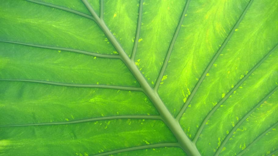 foglia verde, schermo, sfondo, pianta, verde, foglia, sfondo dello schermo, colore verde, natura, fotogramma intero, sfondi, avvicinamento, parte vegetale, crescita, nessuno, bellezza nella natura, freschezza, vena fogliare, foglia di palma, giorno, all'aperto, strutturato, albero, Palma, modello, giardinaggio, 2K