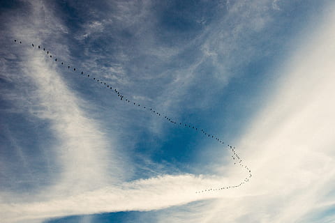 Migration von Vögeln, Migration, Vögel, Tiere, Natur, Blau, Himmel, wolke - himmel, Wolkengebilde, draußen, Wetter, Luft, Tag, Sommer-, Weiß, Hintergründe, Schönheit in der Natur, Flachwinkelansicht, keine Leute, Tier, Wirbeltier, Vogelschwarm, Tierthemen, große Gruppe von Tieren, Tiere in freier Wildbahn, Tierwelt, Vogel, Gruppe von Tieren, fliegend, Zusammengehörigkeit, in einer Reihe, Kondensstreifen, Ebene, 4K, CC0, gemeinfrei, lizenzfrei