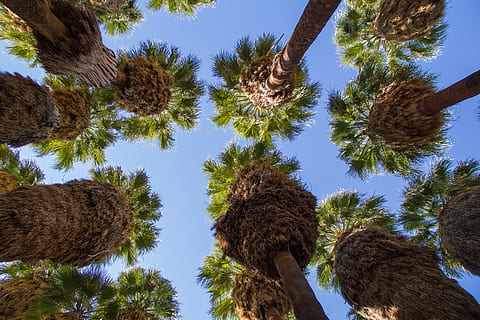 palma, árbol, hoja, hojas, tropical, naturaleza, planta, paisaje, verde, vacaciones, cielo, exótico, paraíso, vista de ángulo bajo, crecimiento, tronco de arbol, nadie, el maletero, palmera, clima tropical, día, al aire libre, belleza en la naturaleza, altura maxima, palmera datilera, cielo limpio, tranquilidad, luz del sol, rama, directamente debajo, arbol tropical, hoja de palma, 5K, CC0, dominio público, libre de derechos