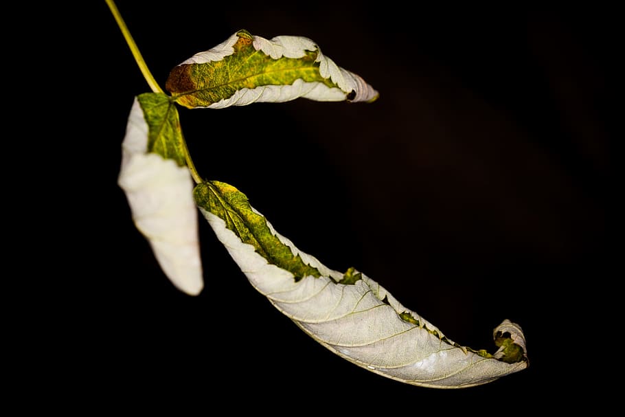 blad, visne, rullet, efterårsblade, efterår, blade, tør, welkes ark, natur, forgængelighed, afdeling, træ, grøn, et dyr, dyre temaer, dyreliv, dyr i naturen, sort baggrund, ingen mennesker, tæt på, studio skud, dyr, plante, indendørs, plante del, fokus på forgrunden, insekt, skønhed i naturen, hvirvelløse, hvid farve, 4K