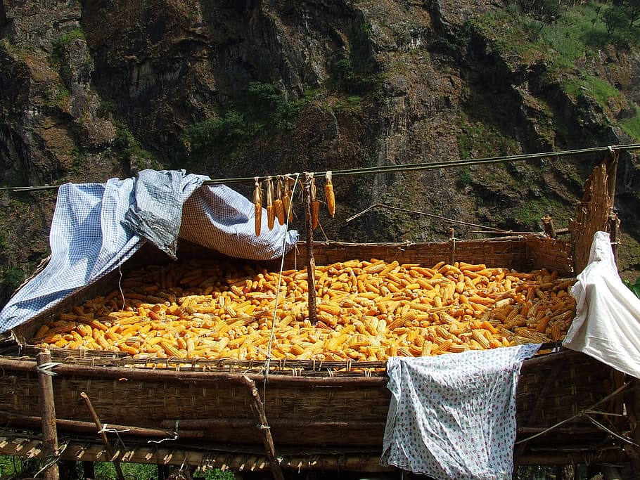 Mais, essiccazione, Nepal, annapurna, cibo, cibo e bevande, solo un uomo, all'aperto, giorno, una persona, natura, pianta, sospeso, albero, nessuno, montagna, foresta, legno - materiale, terra, tessile, solido, roccia - oggetto, grande gruppo di oggetti, contenitore, roccia, 2K