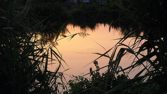 por do sol, verde, jonker, plantar, agua, tranquilidade, beleza na natureza, lago, cena tranquila, natureza, ninguém, crescimento, árvore, silhueta, scenics - natureza, grama, reflexão, céu, ao ar livre, cena não urbana, cor laranja, pântano, 1080P, CC0, domínio público, royalty free