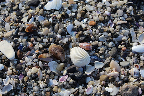 písek, mušle, pláž, moře, letní, oceán, námořní, pobřeží, ráj, shell, zvířat, zvířecí shell, zvíře, oblázek, přistát, den, Příroda, kámen - objekt, nikdo, krása v přírodě, pevný, detail, vysoký úhel pohledu, kámen, Skála, venku, 5K