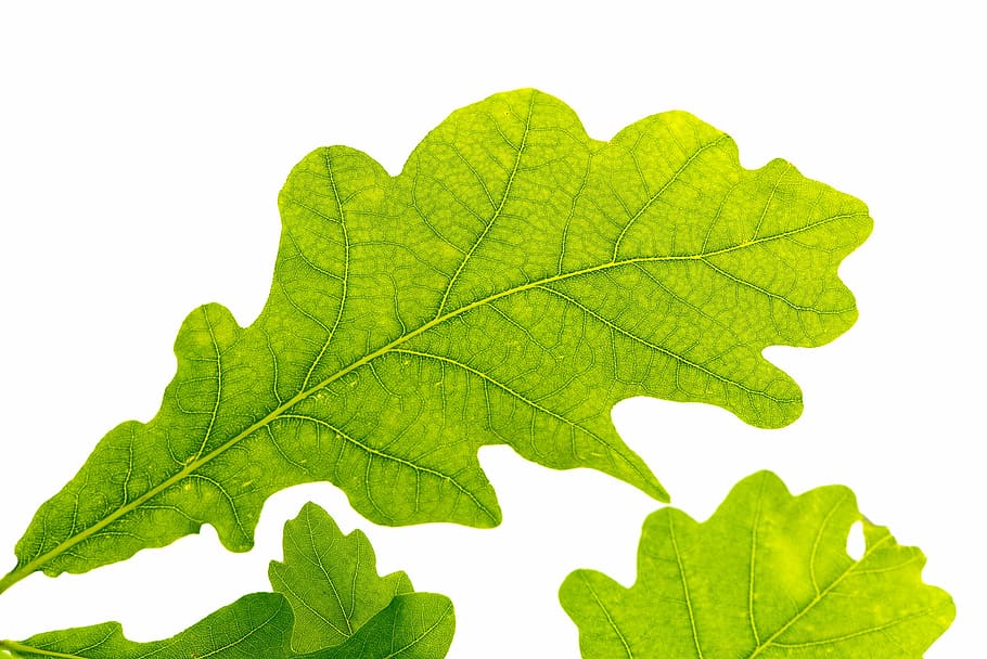 trei frunze verzi, frunze de stejar, verde, frunză de copac, frunză verde, structura frunzei, buchengewaechs, închide, frunze, Culoarea verde, elimina, fundal alb, a închide, ramură, nici o persoana, plantă, natură, toamnă, parte a plantelor, vena frunzelor, frunză de arțar, studio shot, Schimbare, în aer liber, mediu inconjurator, copac, creştere, frumusețe în natură, vibrante, 2K