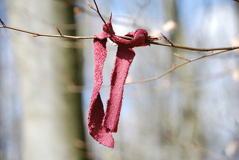 oblida't, bufanda, rosa, esquerra, descans, separació, pèrdua, noia, bosc, solitari, corda, penjant, centrar-se en primer pla, cap gent, vermell, dia, primer pla, planta, naturalesa, creixement, branca, arbre, a l'aire lliure, salze de cony, bellesa a la natura, flor, lligat, enfocament selectiu, color rosa, inicis, 4K, CC0, domini públic, lliure de regalies