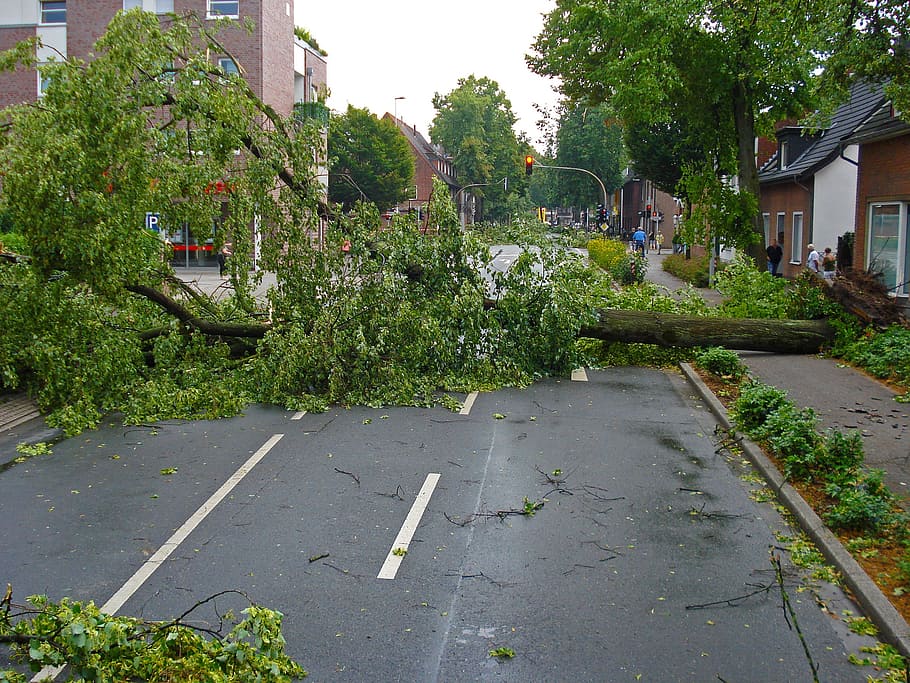 verd, arbre, bloqueig, carretera, durant el dia, endavant, tempesta elèctrica, desarraigat, bolcada, tempesta, tempesta d’hivern, tornado, danys a la tempesta, franja, devastació, desastre, transport per carretera, arquitectura, exterior de l'edifici, planta, estructura construïda, edifici, ciutat, casa, barri residencial, creixement, naturalesa, direcció, dia, cap gent, carrer, transport, el camí a seguir, color verd, sendera, a l'aire lliure, 1080P