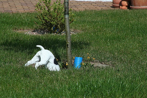 dog, tree, plastic, grass, bird, animal, nature, plant, vertebrate, animal themes, green color, one animal, animals in the wild, animal wildlife, day, land, growth, field, real people, outdoors, water, 2K, CC0, public domain, royalty free