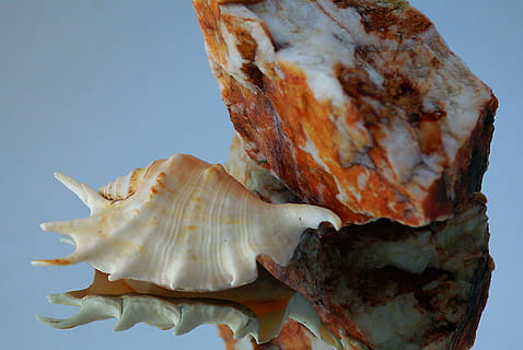 Concha do mar, Rocha, pedra, dappled, textura, fatura, tons de, infiltra, formações ferruginosas, minerais, calcário, calcita, minério de ferro, compostos de ferro, Concha vazia, concha clara, picos de conchas, conchas dos anexos, reflexão, quartzo, ilusão, ventilador, fechar-se, Comida, comida e bebida, ninguém, tiro do estúdio, dentro de casa, ainda vida, frescura, fundo branco, beleza na natureza, pronto para comer, natureza, bem-estar, Cortar fora, único objeto, vegetal, padronizar, Alimentação saudável, crescimento, Concha, fundo azul, flor, 2K, CC0, domínio público, royalty free