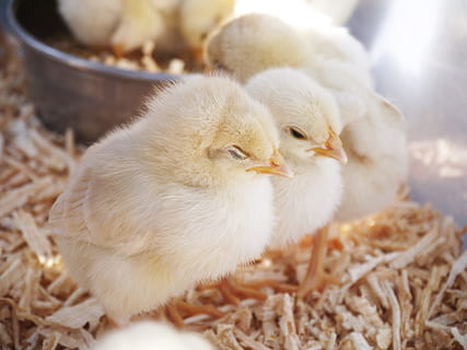 drăguţ, gagică, mai ieftin, pasăre, tânără pasăre, pui de pasăre, animale tematice, șeptel, puisor, animal, animale domestice, tânăr animal, intern, animale vertebrate, animale de companie, mamifer, grup de animale, începuturi, a închide, nici o persoana, agricultură, în interior, natură, familie de animale, moliciune, 4K, CC0, domeniu public, fără drepturi de autor