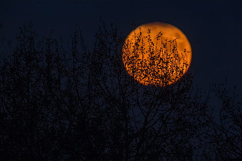 Mond, Kreis, runden, dunkel, Nacht-, Himmel, Baum, Silhouette, Natur, Pflanze, Vollmond, keine Leute, draußen, Platz, Ast, Flachwinkelansicht, kahler Baum, orange Farbe, Astronomie, Ruhe, Szenen - Natur, Essen und Trinken, planetarischer Mond, Mondlicht, 2K, CC0, gemeinfrei, lizenzfrei
