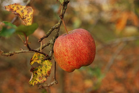nature, fruit, apple, red, branch, autumn, sheet, food, healthy, food and drink, healthy eating, focus on foreground, close-up, tree, plant, wellbeing, day, leaf, no people, freshness, growth, plant part, outdoors, ripe, change, natural condition, 4K, CC0, public domain, royalty free
