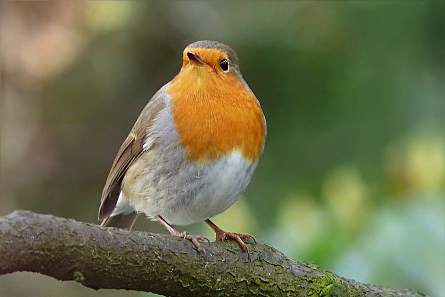 marró, blanc, ocell, branca d'un arbre, robin, erithacus rubecula, hivern, jardí, alimentació, naturalesa, animal, vida salvatge, bec, a l'aire lliure, primer pla, ploma, temes d'animals, fauna animal, vertebrats, un animal, posat, animals a la natura, centrar-se en primer pla, longitud completa, dia, cap gent, branca, mirant, songbird, bellesa a la natura, 1080P