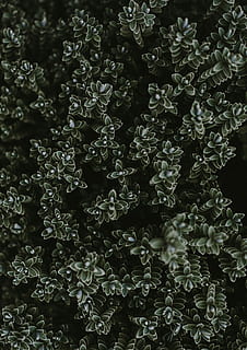 korkea, kulmanäkymä, vihreä, leafed, kasvi, tasainen, asettaa, valokuvaus, kauneus luonnossa, alttius, ei ihmisiä, luonto, hauraus, kukka, kasvu, tuoreus, koko kehys, päivä, lähikuva, taustat, terälehti, kasvi-osa, ulkona, puun lehti, kukka pää, kukinto, 2K, CC0, public domain, rojaltivapaa