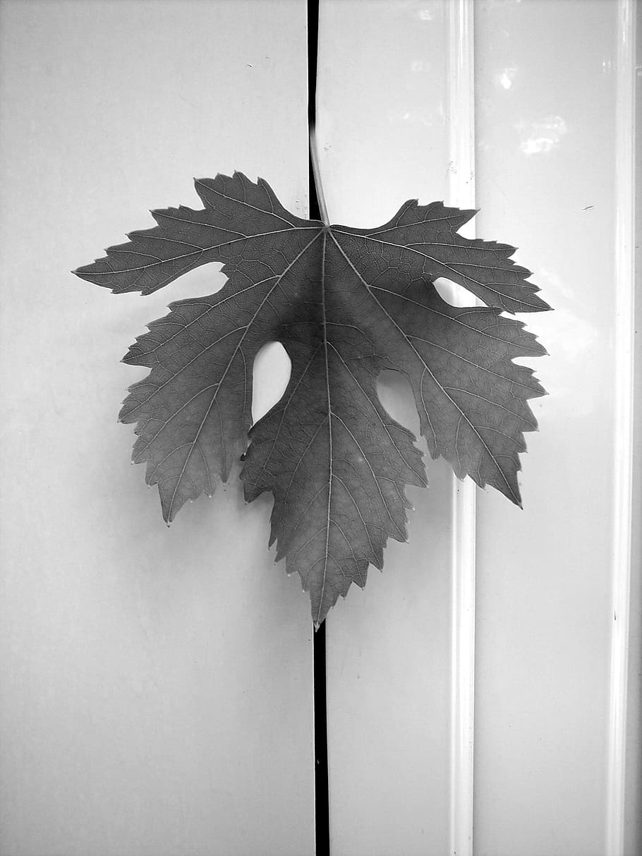 blad, skrue, vingård, vindruer, grapery, landbrug, skruer, årgang, vin, plante del, ingen mennesker, tæt på, natur, indendørs, dag, plante, form, stilleben, efterår, afspejling, skønhed i naturen, plantestamme, murbygningsfunktion, hængende, skrøbelighed, sårbarhed, træ - materiale, ahorn blad, 2K