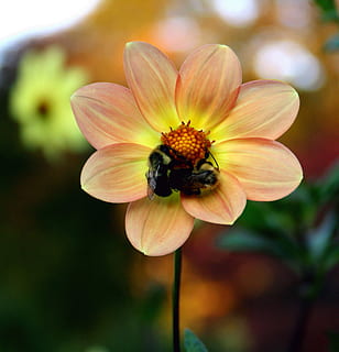 bier, fald plante, insekt, efterår, blomstre, blomst, natur, honningbi, dyreliv, biologi, blomstrende plante, skrøbelighed, sårbarhed, skønhed i naturen, plante, friskhed, tæt på, kronblad, vækst, blomsterhoved, fokus på forgrunden, blomsterstand, dyr i naturen, dyr, dyre temaer, bi, ingen mennesker, pollen, udendørs, forår, bestøvning, 2K, CC0, offentligt domæne, royaltyfrie