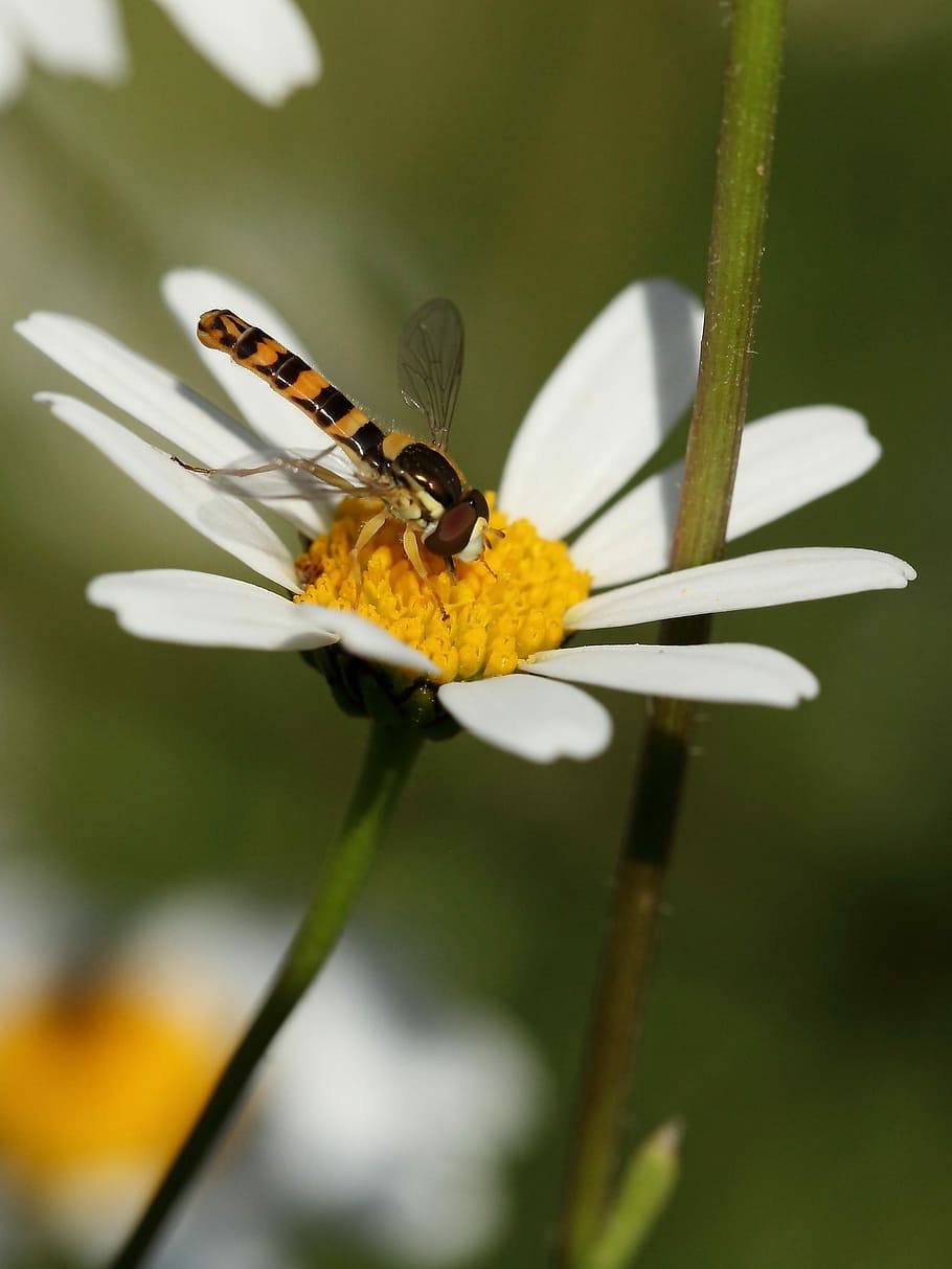 insekt, Hoverfly, marguerite, dyreliv, hvirvelløse, dyre temaer, blomst, et dyr, blomstrende plante, dyr, dyr i naturen, skrøbelighed, plante, sårbarhed, skønhed i naturen, vækst, friskhed, tæt på, kronblad, blomsterhoved, selektiv fokusering, blomsterstand, gul, dyrefløj, ingen mennesker, pollen, bestøvning, udendørs, 2K