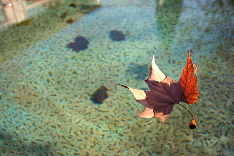 foglia, acqua, galleggiante, foglie d'autunno, asciutto, autunno, le foglie, acquoso, foglia secca, foglia galleggiante, uccello, temi animali, un animale, nessuno, fauna selvatica, parte vegetale, natura, avvicinamento, modificare, pianta, giorno, all'aperto, vista dall'alto, bellezza nella natura, concentrarsi sulle conoscenze acquisite, vulnerabilità, fragilità, caduta, vena fogliare, messa a fuoco selettiva, foglia di acero, galleggia sull'acqua, 4K, CC0, dominio pubblico, privo di copyright