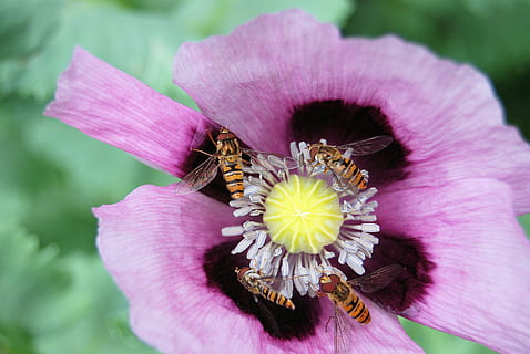 fiore, lilla, hoverfly, insetti, viola, fiorire, floreale, fioritura, pianta, pianta fiorita, petalo, fragilità, bellezza nella natura, freschezza, vulnerabilità, invertebrato, testa di fiore, insetto, animali allo stato selvatico, fauna selvatica, temi animali, avvicinamento, animale, crescita, infiorescenza, polline, un animale, colore rosa, impollinazione, nessuno, all'aperto, ala animale, primavera, farfalla - insetto, 4K, CC0, dominio pubblico, privo di copyright