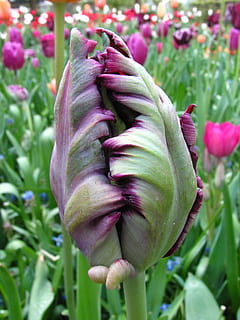 tulipa, tolet, fechadas, Primavera, crescimento, plantar, flor, roxa, natureza, ao ar livre, planta com flores, beleza na natureza, frescura, vulnerabilidade, fragilidade, fechar-se, pétala, dia, cor verde, focar em primeiro plano, cor rosa, ninguém, inflorescência, cabeça de flor, jardinagem, 2K, CC0, domínio público, royalty free