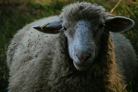 rauhallinen fella, matala, keskittyä valokuvaukseen, ruskea, valkoinen, lammas, lähikuva, villa-, eläin, eläinten teemoja, nisäkäs, Kotieläimet, yksi eläin, karja, muotokuva, katsot kameraa, kotimainen, lemmikit, ei ihmisiä, päivä, selkärankainen, eläimen pää, eläimen kehon osa, maa, keskittyä etualalle, ala, ulkona, kasvissyöjä-, kuono, 2K, CC0, public domain, rojaltivapaa