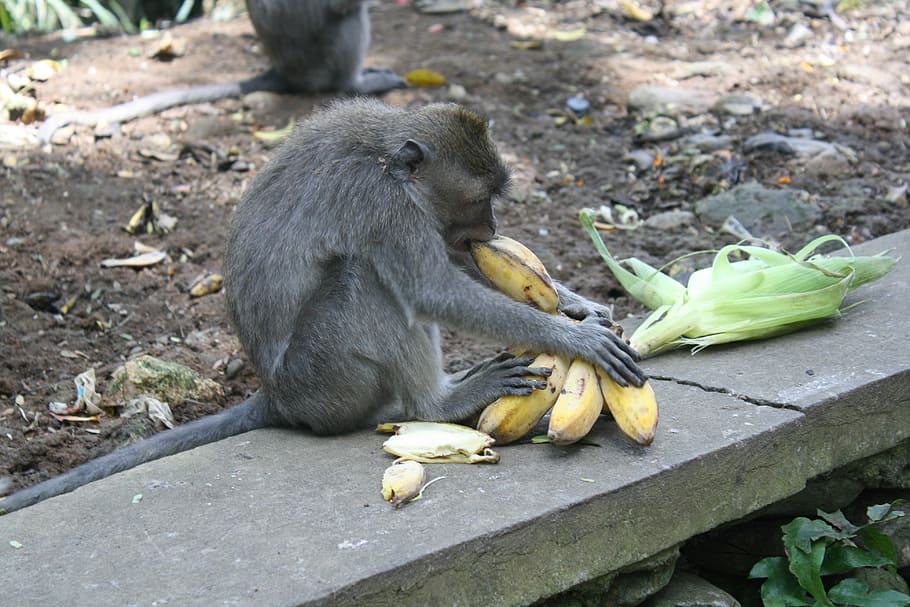 bali, indonèsia, bosc de micos, mico, temes d'animals, animal, fauna animal, primat, plàtan, pell de plàtan, animals a la natura, menjar, vertebrats, mamífer, fruita, menjar i beguda, pela, cap gent, dia, alimentació saludable, centrar-se en primer pla, naturalesa, a l'aire lliure, família d’animals, 4K