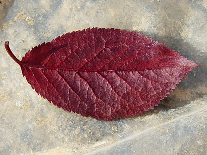 plum leaf, red leaf, reverse, red, close-up, nature, no people, high angle view, leaf, plant part, day, animal, textured, pattern, solid, outdoors, rock, directly above, still life, natural pattern, rock - object, fragility, vulnerability, change, marine, maroon, 4K, CC0, public domain, royalty free
