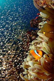 clovn de pește, recif, coral, scufundare, sub apă, mare, natură, animal, Viata marina, anemonefish, apă, albastru, peşte, Anemona de mare, scufundări, sub mare, marin, frumusețe în natură, animale tematice, animale în sălbăticie, animale sălbatice, nici o persoana, nevertebrat, înot, grup de animale, scoala pestilor, 2K, CC0, domeniu public, fără drepturi de autor