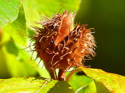 beechnut, árvore, faia, outono, um animal, cor verde, plantar, folha, natureza, fechar-se, parte da planta, crescimento, focar em primeiro plano, dia, ninguém, beleza na natureza, animais em estado selvagem, temas animais, animal, vulnerabilidade, animais selvagens, flor, fragilidade, invertebrado, ao ar livre, cabeça de flor, planta murcha, 4K, CC0, domínio público, royalty free