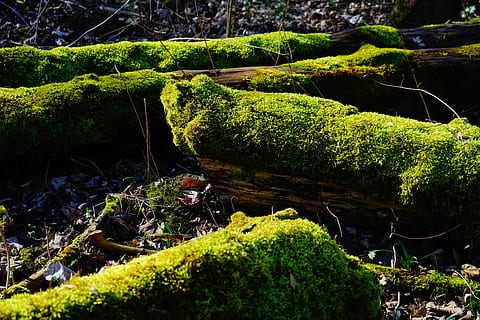 molsa, bosc, troncs d’arbres, bemoost, verd, monstre de l'arbre, místic, naturalesa, color verd, a l'aire lliure, planta, creixement, bellesa a la natura, arbre, aigua, tranquil·litat, cap gent, rock, rock - object, cobertura, sòlid, dia, escena tranquil·la, terra, aigua que flueix, rierol: aigua que flueix, selva tropical, 5K, CC0, domini públic, lliure de regalies