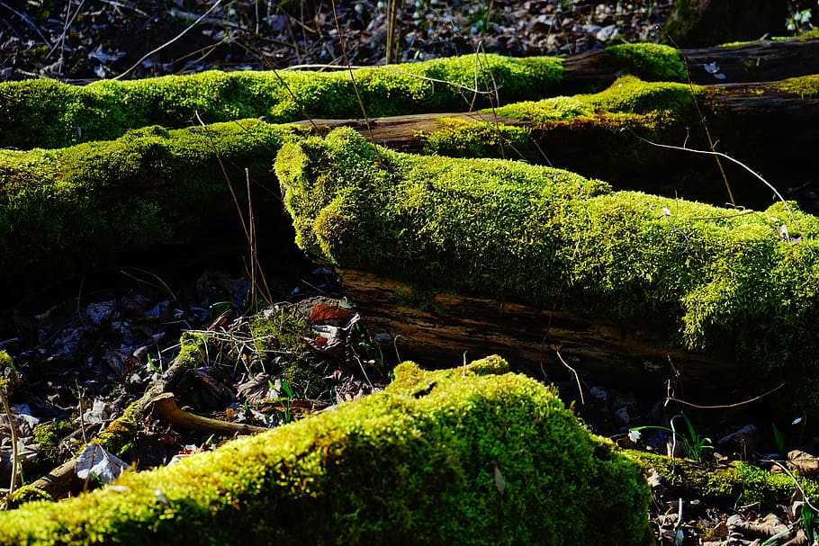 molsa, bosc, troncs d’arbres, bemoost, verd, monstre de l'arbre, místic, naturalesa, color verd, a l'aire lliure, planta, creixement, bellesa a la natura, arbre, aigua, tranquil·litat, cap gent, rock, rock - object, cobertura, sòlid, dia, escena tranquil·la, terra, aigua que flueix, rierol: aigua que flueix, selva tropical, 5K