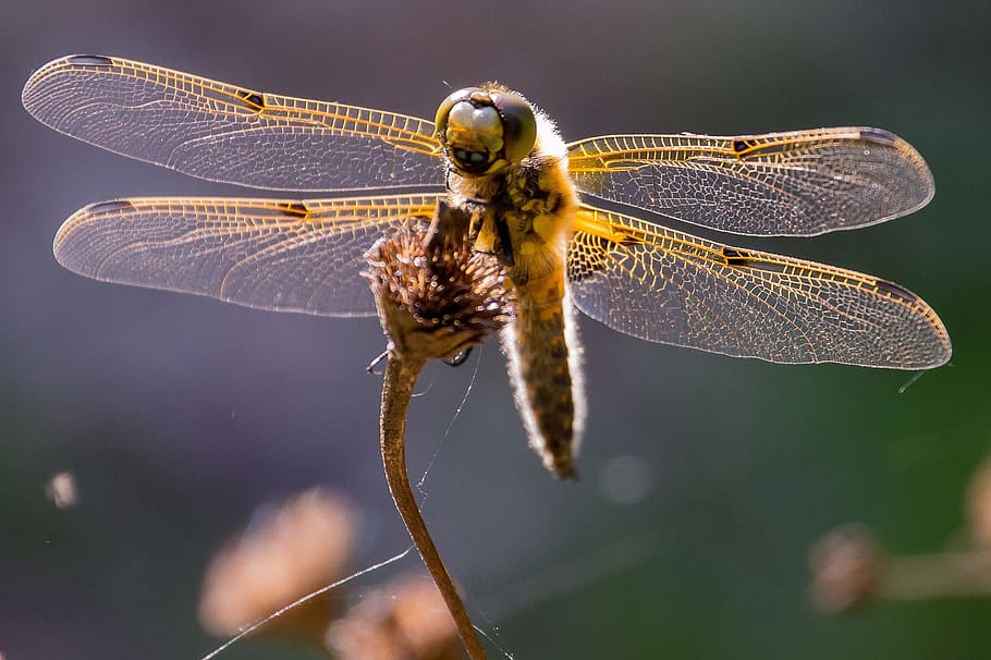 macrofotografia, libellula, vicino, insetto, chitina, natura, invertebrato, temi animali, animale, fauna selvatica, ala animale, animali allo stato selvatico, avvicinamento, un animale, concentrarsi sulle conoscenze acquisite, parte del corpo animale, nessuno, macro, pianta, bellezza nella natura, all'aperto, lunghezza intera, occhio animale, ingrandimento, piccolo, 2K
