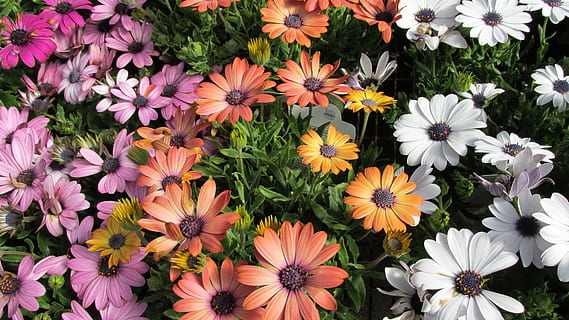 sol, margarides, mixt, flor, botànica, cap gent, naturalesa, creixement, dia, planta amb flors, vulnerabilitat, frescor, fragilitat, pètal, bellesa a la natura, planta, cap de flor, inflorescència, primer pla, vista d’angle alt, pol·len, osteospermum, parc - l'home va fer espai, a l'aire lliure, llit de flors, 4K, CC0, domini públic, lliure de regalies