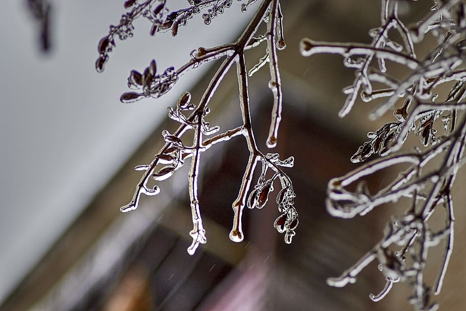 branca, gel, primavera, pluja, hivern, gelades, naturalesa, fred, arbres, Rússia, frazil, fredament, zing, temperatura de fred, planta, penjant, primer pla, cap gent, neu, centrar-se en primer pla, arbre, congelat, medi ambient, floc de neu, material de fusta, enfocament selectiu, dia, cargol, fusió, 5K