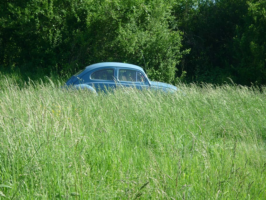 escarabat, vw, herba, automàtic, vell, oldtimer, cultivable, camp, color verd, cap gent, creixement, naturalesa, planta, manera de transport, terra, transport, dia, automòbil, vehicle terrestre, arbre, cotxe, a l'aire lliure, abandonat, llum solar, tranquil·litat, 2K