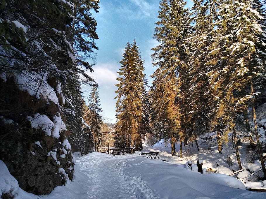 hivern, neu, paisatge, bosc, arbre, biel, blanc, temperatura de fred, planta, bellesa a la natura, cobertura, tranquil·litat, naturalesa, terra, escenics - natura, Color blanc, cap gent, escena tranquil·la, creixement, dia, cel, escena no urbana, a l'aire lliure, pi, arbre de coníferes, 4K
