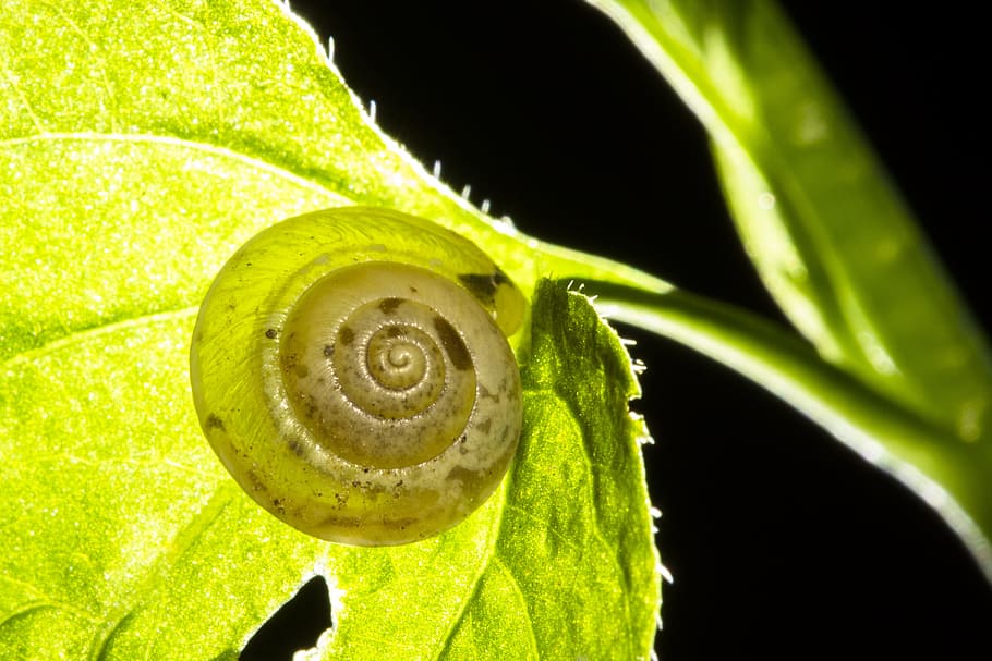 cargol, closca, sec, rígid, cargol, shell, rígid sec, un animal, full, color verd, temes d'animals, primer pla, espiral, fauna animal, animal, part de la planta, animals a la natura, invertebrat, planta, naturalesa, cap gent, mol·lusc, gasteròpode, macro, bellesa a la natura, primer pla extrem, fons negre, 4K