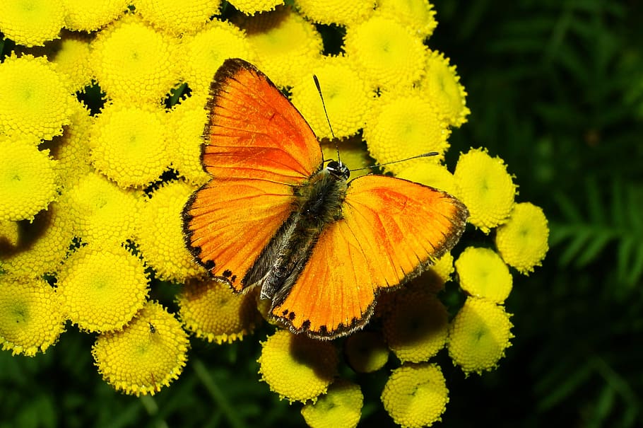 giallo, farfalla, fiori, avvicinamento, foto, arancia, nero, farfalla appollaiata, falena, insetto, fiore, fiorire, fioritura, antenna, natura, dettaglio, macro, luminosa, invertebrato, bellezza nella natura, temi animali, ala animale, pianta fiorita, fauna selvatica, farfalla - insetto, animale, un animale, pianta, animali allo stato selvatico, fragilità, crescita, testa di fiore, freschezza, petalo, nessuno, impollinazione, all'aperto, 2K