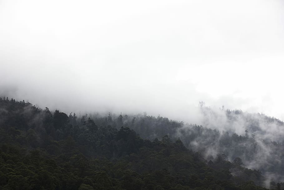bakker, grøn, bladede, træer, hav, skyer, bjergside, Skov, røg, tåge, træ, scenics - natur, bjerg, skønhed i naturen, landskab, sky - himmel, miljø, natur, himmel, plante, jord, ingen mennesker, ro, rolig scene, ikke-urbane scene, udendørs, dag, fyrretræ, fyrreskov, nåletræ, bjergtop, 5K