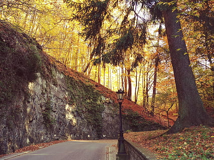 Weg, Baum, Post, Geäst, Tageslicht, Umgebung, Gras, Beratung, Laternenmast, Landschaft, Blätter, Natur, draußen, Park, gepflasterter Weg, Straße, szenisch, Bäume, Wald, Pflanze, Schönheit in der Natur, der Weg nach vorn, Herbst, Transport, Richtung, Ruhe, Veränderung, keine Leute, Tag, Wachstum, Kofferraum, ruhige Szene, Baumstamm, Land, leere Straße, abnehmende Perspektive, 4K, CC0, gemeinfrei, lizenzfrei