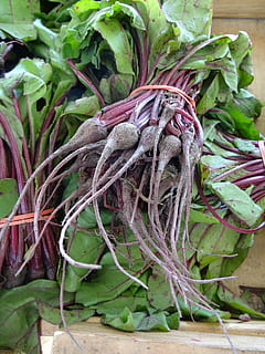 bit, banyak, taman, sayur-mayur, segar, akar bit, organik, sehat, menanam, bagian tanaman, tidak ada orang, daun, warna hijau, pertumbuhan, makanan dan minuman, hari, makanan, merapatkan, alam, kesejahteraan, makan sehat, kesegaran, di luar rumah, masih hidup, tampilan sudut tinggi, akar sayuran, bit yang umum, 2K, CC0, domain publik, bebas royalti