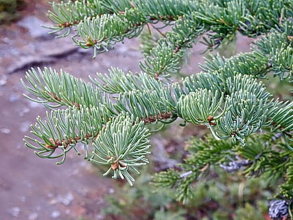 pigger, furu, gren, natur, tre, biologi, gran tre, nåletre, eviggrønne treet, nål - plantedel, nærbilde, jul, vinter, grantre, grønn farge, vekst, anlegg, skjønnhet i naturen, fokusere på forgrunnen, ingen folk, furutre, dag, ro, Pinaceae, utendørs, blad, plante del, friskhet, 4K, CC0, offentlig domene, opphavsrett gratis