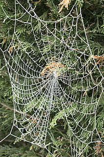 spindelvev, tre, is, vinter, frossen, skjørhet, nærbilde, ingen folk, sårbarhet, fokusere på forgrunnen, anlegg, dag, natur, mønster, naturlig mønster, utendørs, kompleksitet, grønn farge, vekst, skjønnhet i naturen, edderkopp, full ramme, miste, web, dugg, 5K, CC0, offentlig domene, opphavsrett gratis